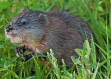 麝鼠养殖的注意事项