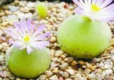 多肉灯泡种植的防寒措施