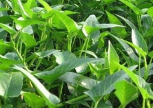 惠来农民抢抓农时种空心菜