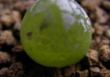 多肉灯泡浇水技术