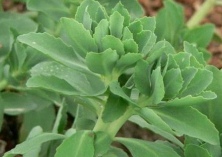 田七的功效与作用介绍