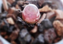 多肉灯泡种子保存方法