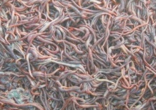 蚯蚓土沟饲养法