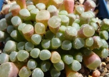 多肉灯泡植物的秋季管理方法