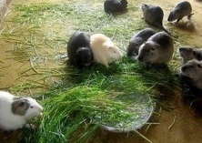 海狸鼠养殖场的建设