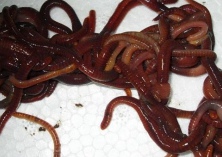 蚯蚓的病虫害防治