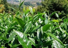 茶叶种植之病虫害防治