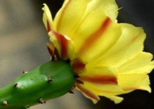 永康五米八高的仙人掌求收养