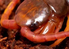 加拉帕格斯巨人蜈蚣