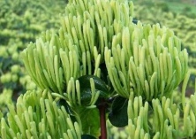 南瓜红薯金银花饭