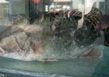 石阡县龙川河流域泉水鱼鳜鱼国家级水产种质资源保护区侧记