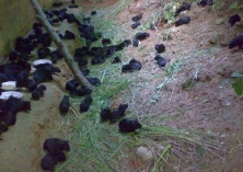 黑豚生物学特性