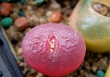 多肉植物灯泡养护方法