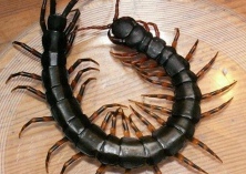 蜈蚣养殖技术之绿僵菌病的防治