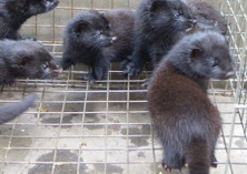 矿物元素对水貂饲料有什么作用