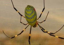 蜘蛛的药用价值