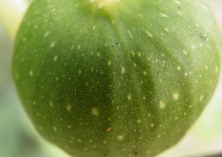 无花果的盆栽技术