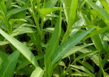 菠萝莓种植的注意事项