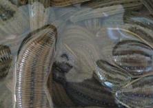 蚂蟥对饵料的要求