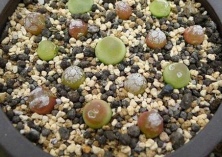 盆栽多肉灯泡讲技巧