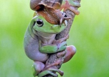 小蜗牛爬到树蛙头顶似法式贝雷帽