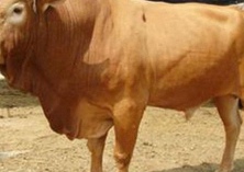 鲁西黄牛犊牛期的管理