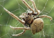 蜘蛛的内部构造