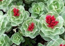 红景天种植技巧及药用价值介绍