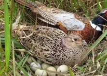 野鸡细菌性疾病预防和治疗