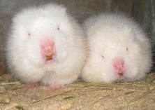 竹鼠养殖技术大全