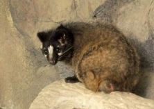 果子狸冬前肥育期的饲养管理