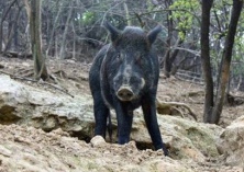 野猪养殖的市场前景及经济价值