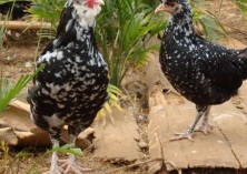 农民养殖贵妃鸡闯出致富路