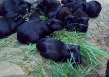 黑豚养殖技巧（黑豚养殖需注意的事项）