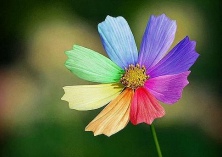 盛开在无声世界的依米花- 李（静）