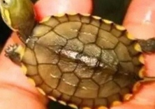 裤内藏51只乌龟走私或被判10年