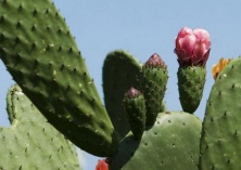 人类过失（全球近35%仙人掌将灭绝）