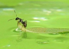 蚂蚁被称四害之外第五害