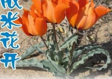 真实的依米花