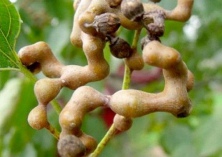 拐枣营养价值分析