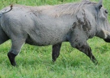 野猪养殖技术围栏放牧饲养