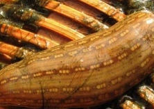 温岭养殖蚂蟥致富