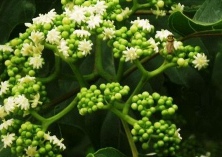 拐枣种植的修剪技术