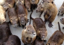 海狸鼠的生理特点