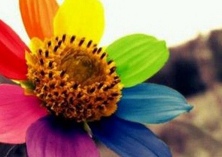 瑾瑜（灾区盛放的依米花）