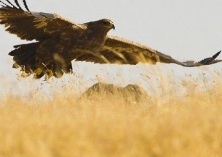 艺术家笔下的鹰