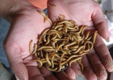 能否直接食用黄粉虫