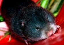 竹鼠养殖要防止竹鼠咬伤人