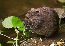 麝鼠冬季的饲养管理