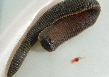 药用蚂蟥的采收与加工